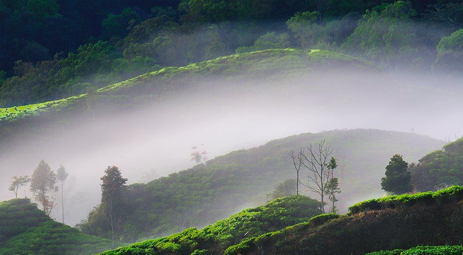 Morning, Nature, Plantation tea, Beni Arisandi