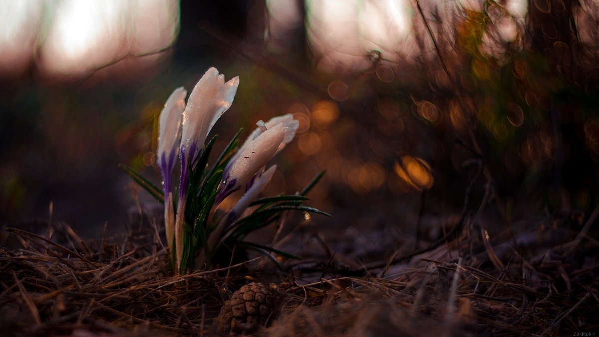 весна, макро, цветы, Олег Зкл