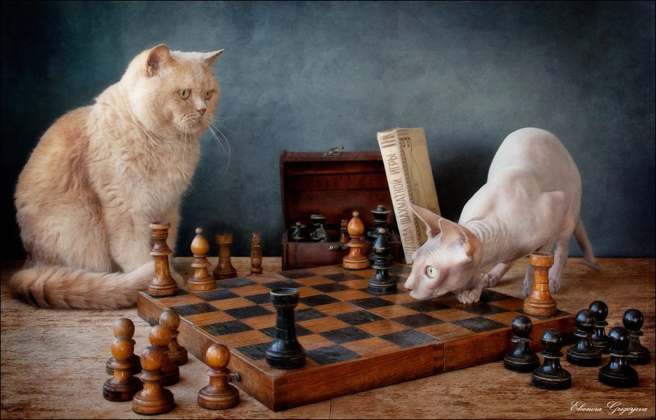 кот, натюркотики, сфинкс, шахматы, Eleonora Grigorjeva