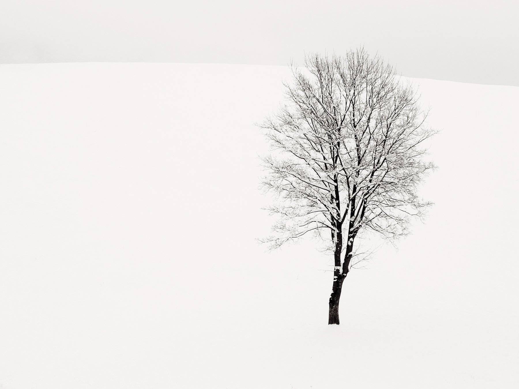 neve,freddo,albero,bianco,luce,riflesso,rami, paologr63
