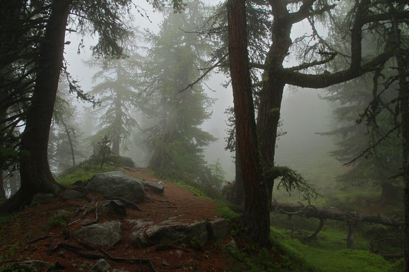 лес, Швейцария, Алечский, туман, Ekaterina Eicher (Velichko)