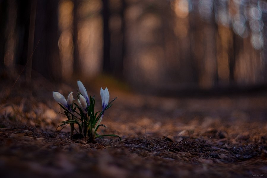макро,весна,цветок, Олег Зкл