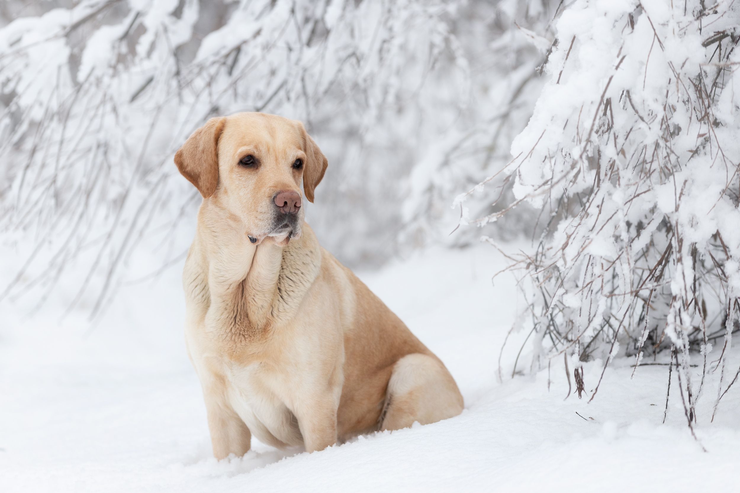 зима, снег, фото собак, лабрадор, фото собак, фотограф анималист, фотограф калуга, Шерскова Мария
