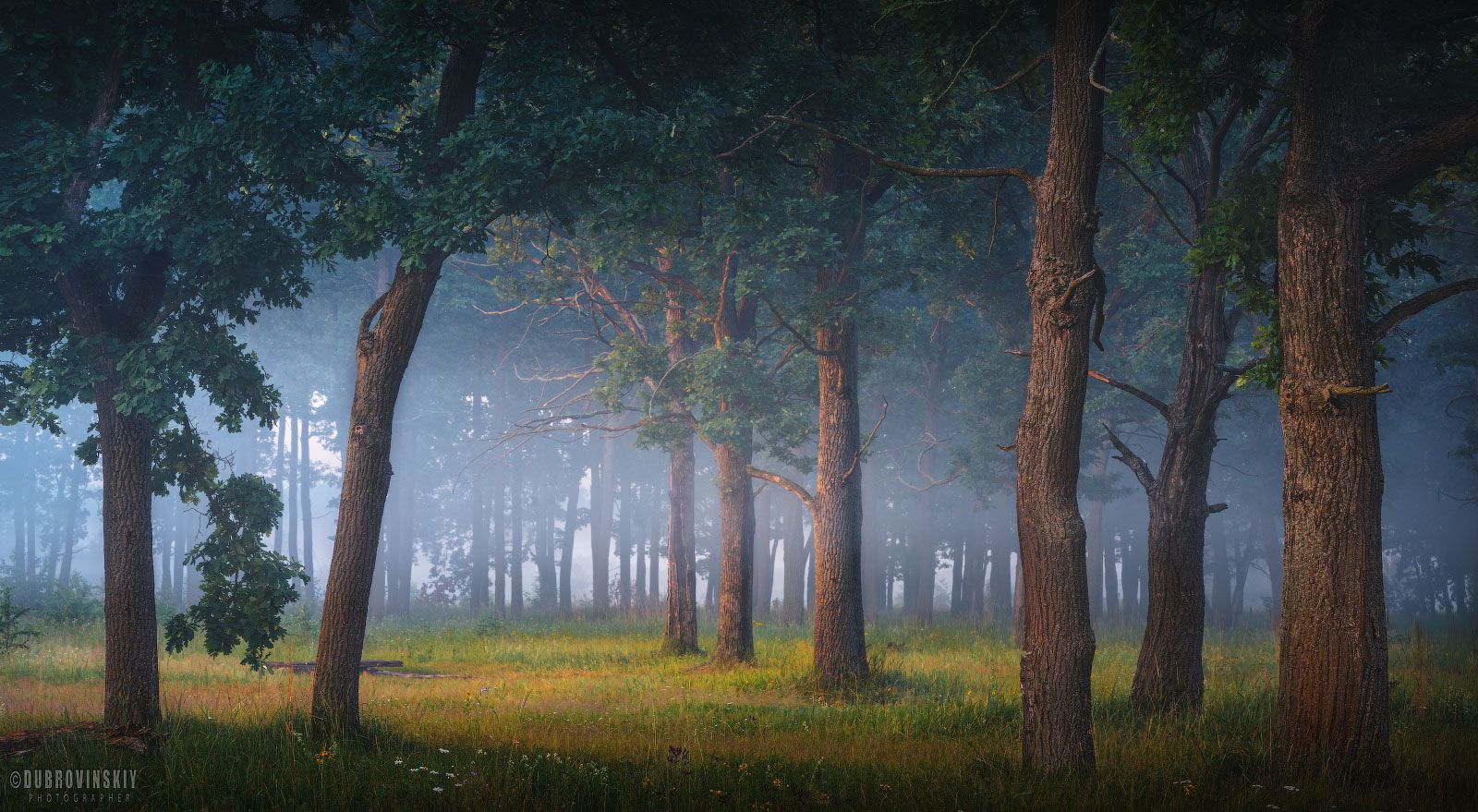 туман, роща, деревья, дубы, лето, Дубровинский Михаил
