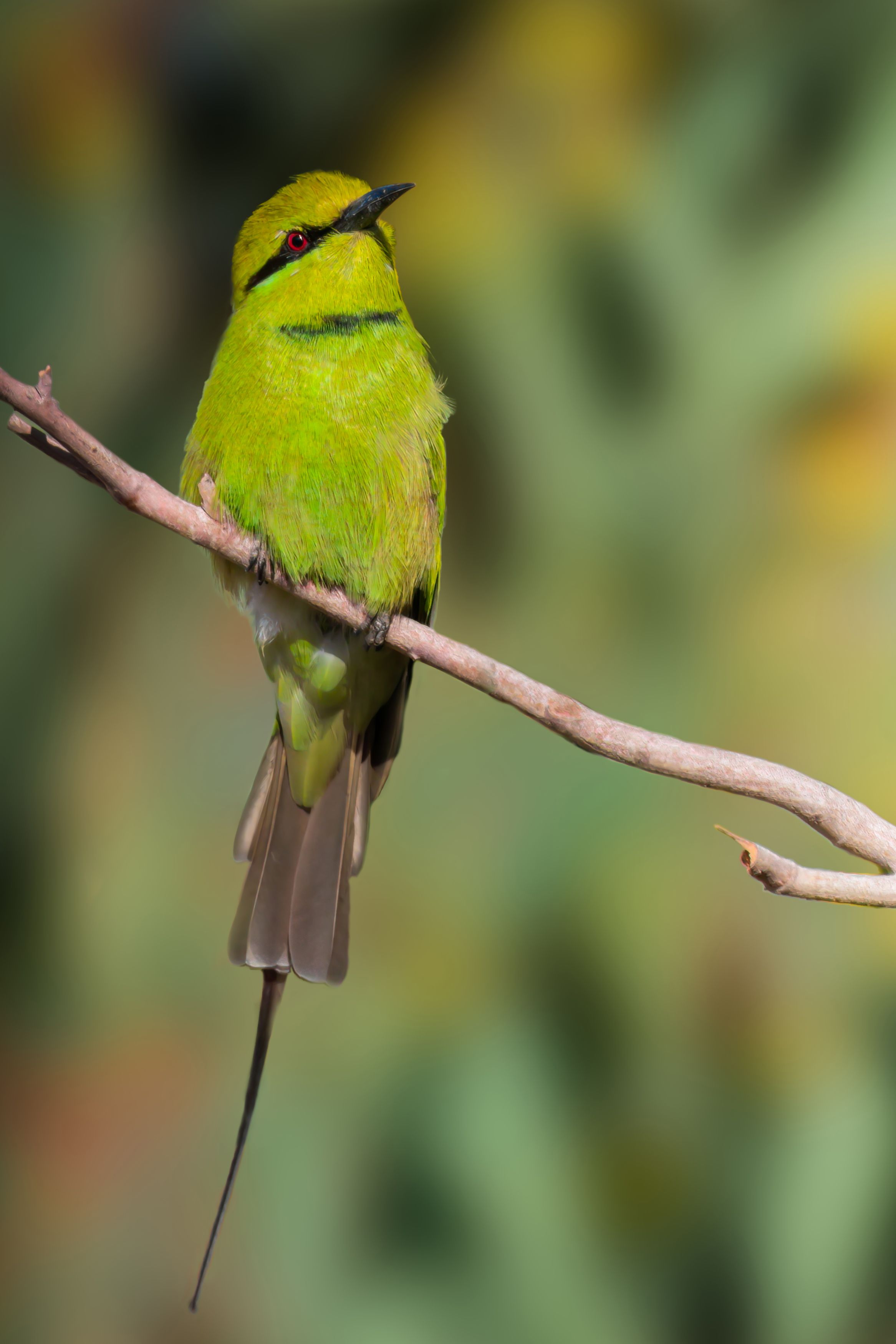 little green bee-eater, bee-eater, green bee-eater, bee eater, animals, bird, feather, animal, birds, close-up, feathers, closeup, day, wings, wing,, Ahmed Zaeitar