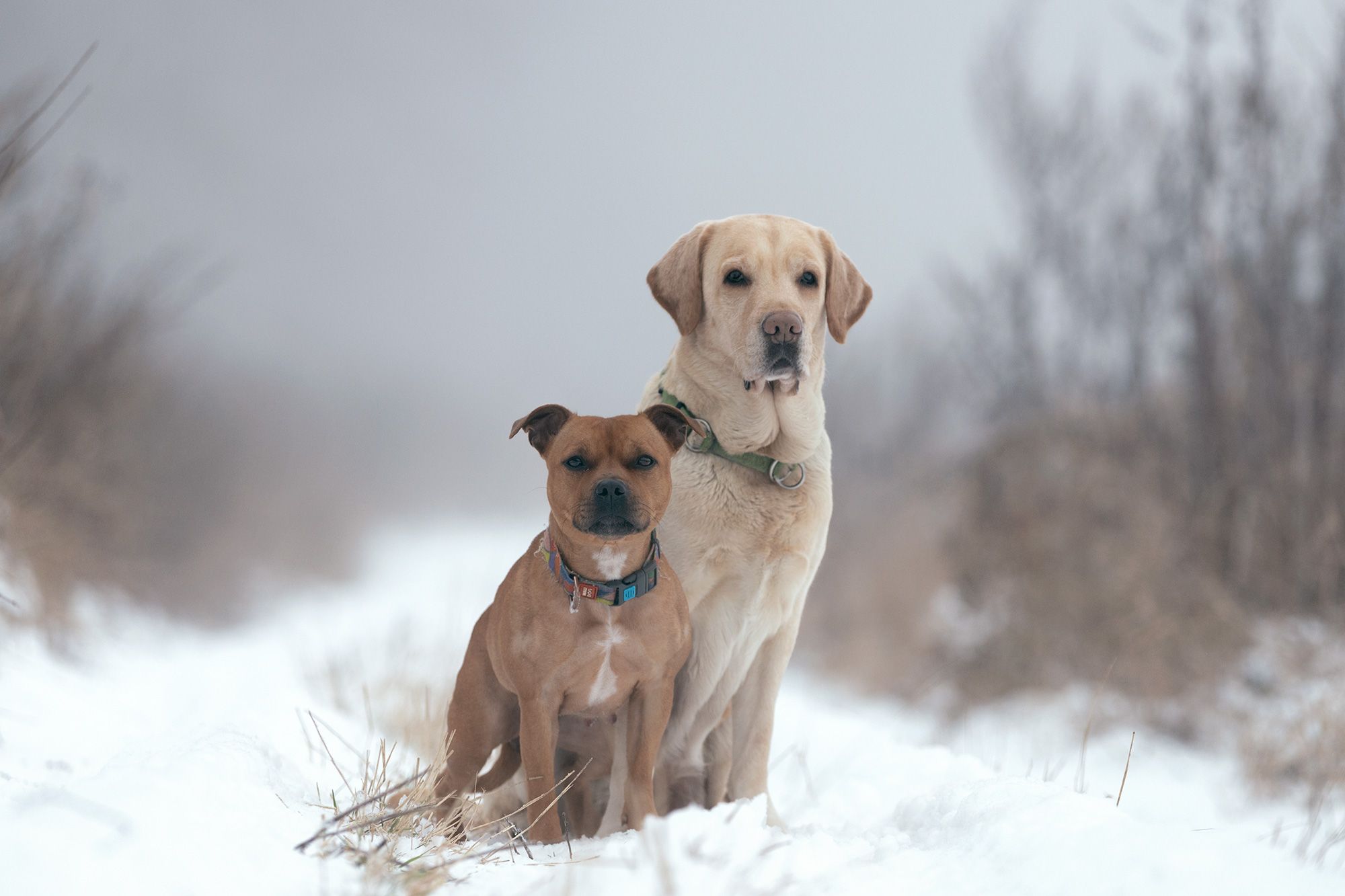 туман, зима, собаки, фото собак, стаффбуль, лабрадор, фотосессия собак, Шерскова Мария