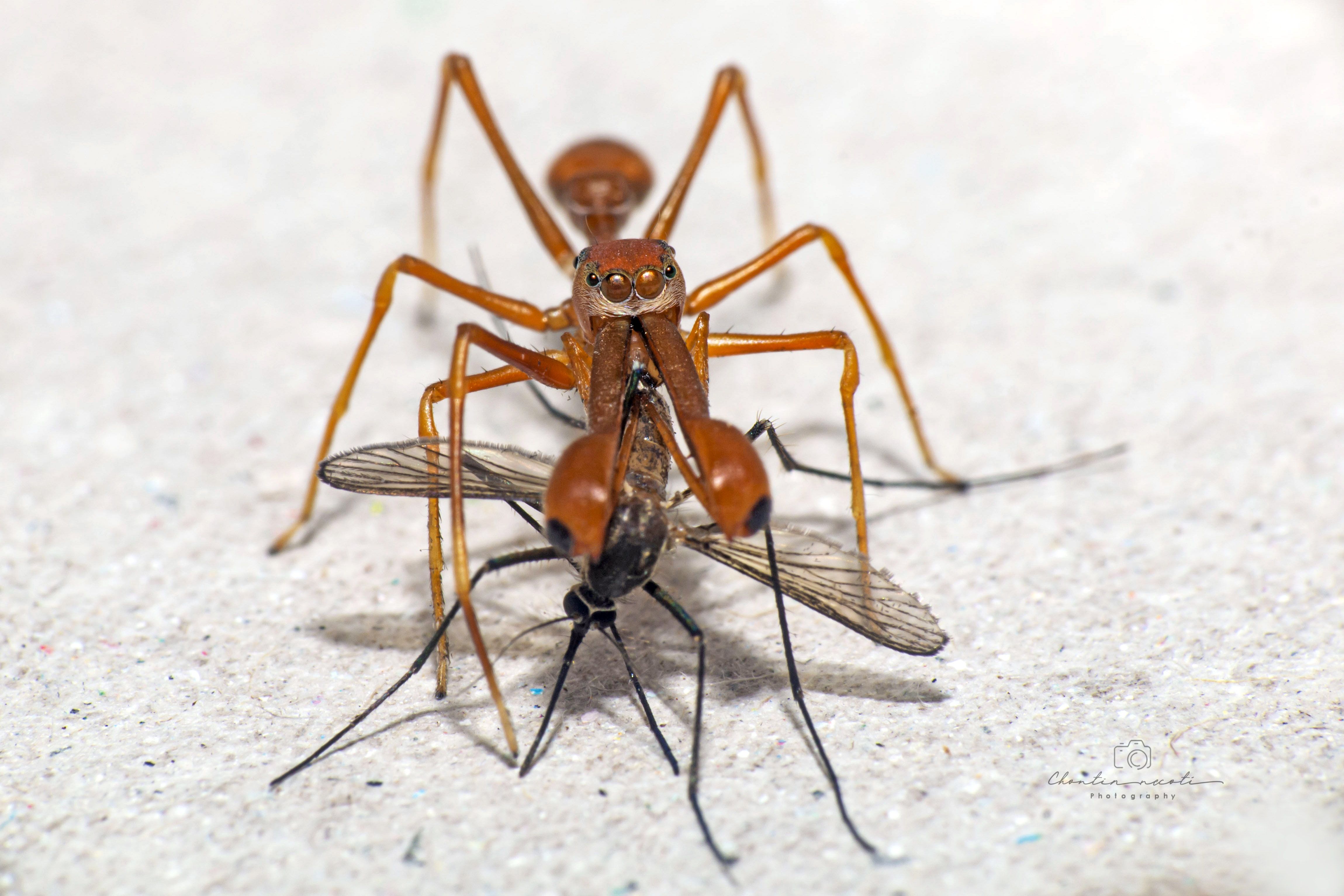 myrmarachne plataleoides, spider, macro, small, animal, mosquitoes, nature, natural, light, focus, NeCoTi ChonTin