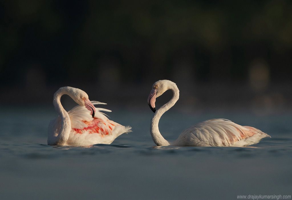 Flamingos, Dr Ajay Kumar Singh