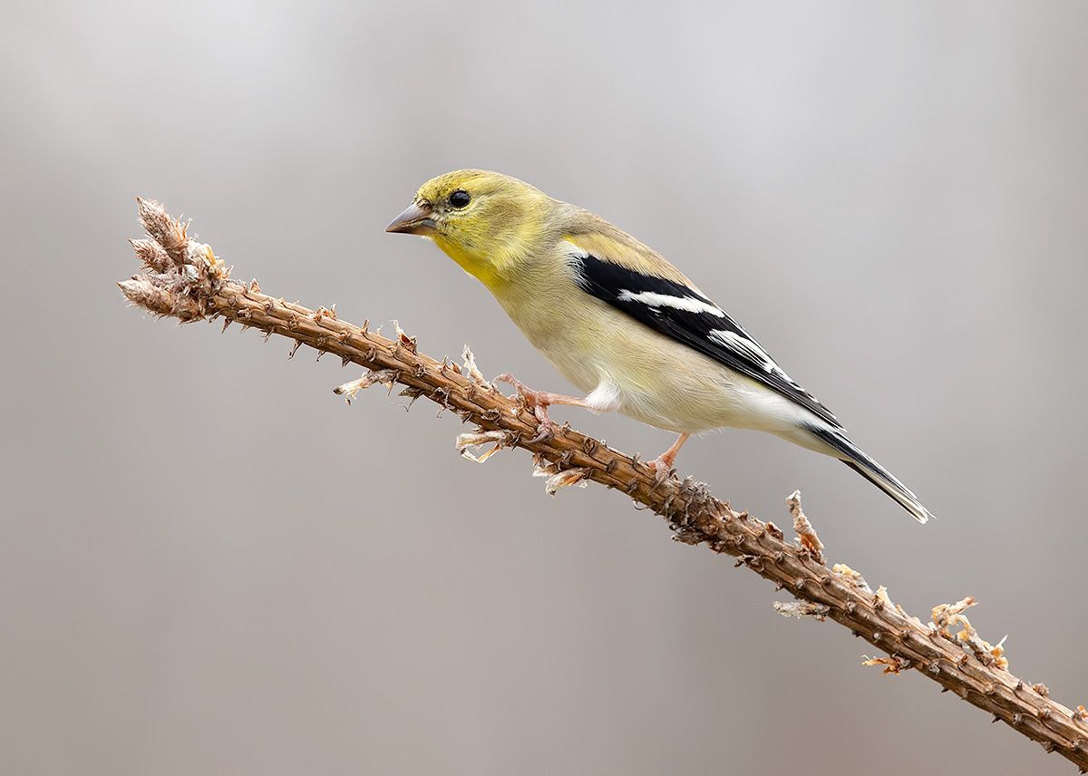 american goldfinch, американский чиж, чиж, cнег, зима, Etkind Elizabeth