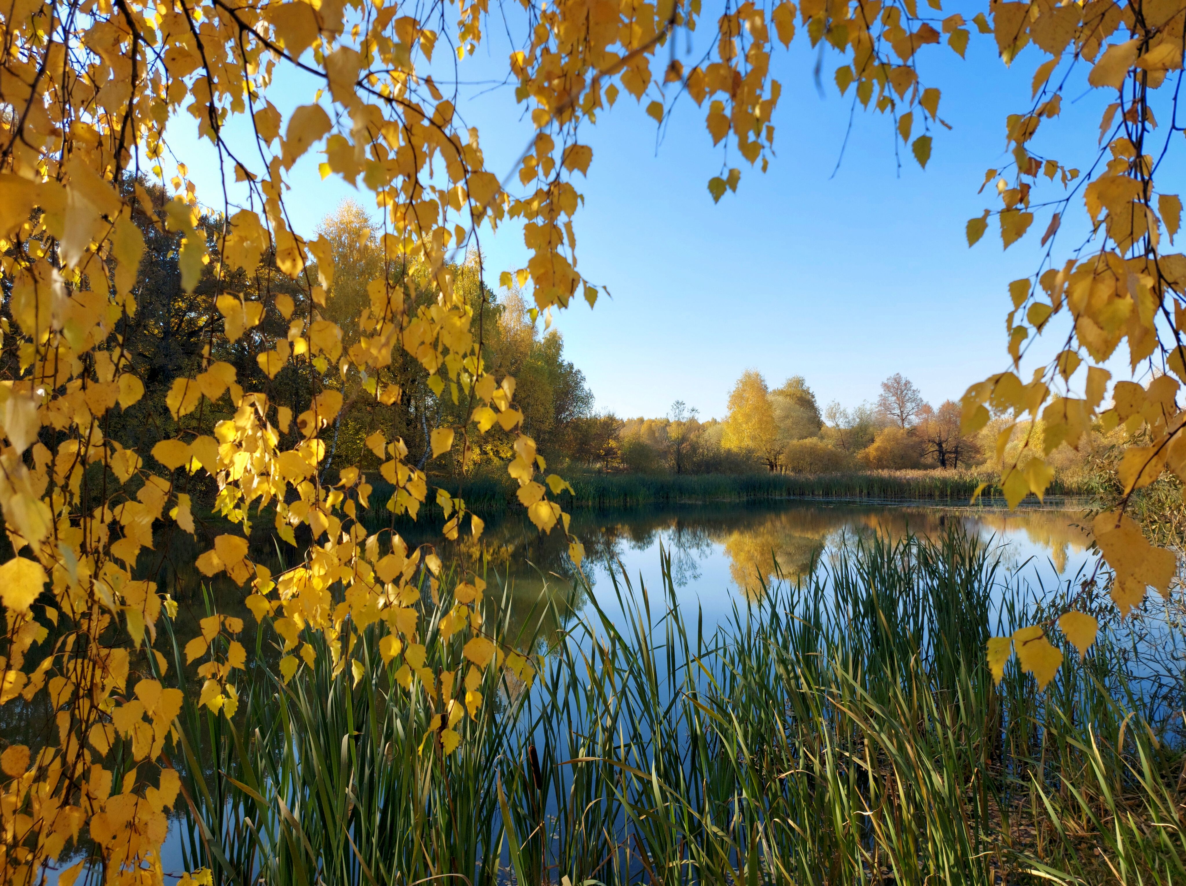 пруд, осень, листья, солнце, небо, Валерий Савостьянов