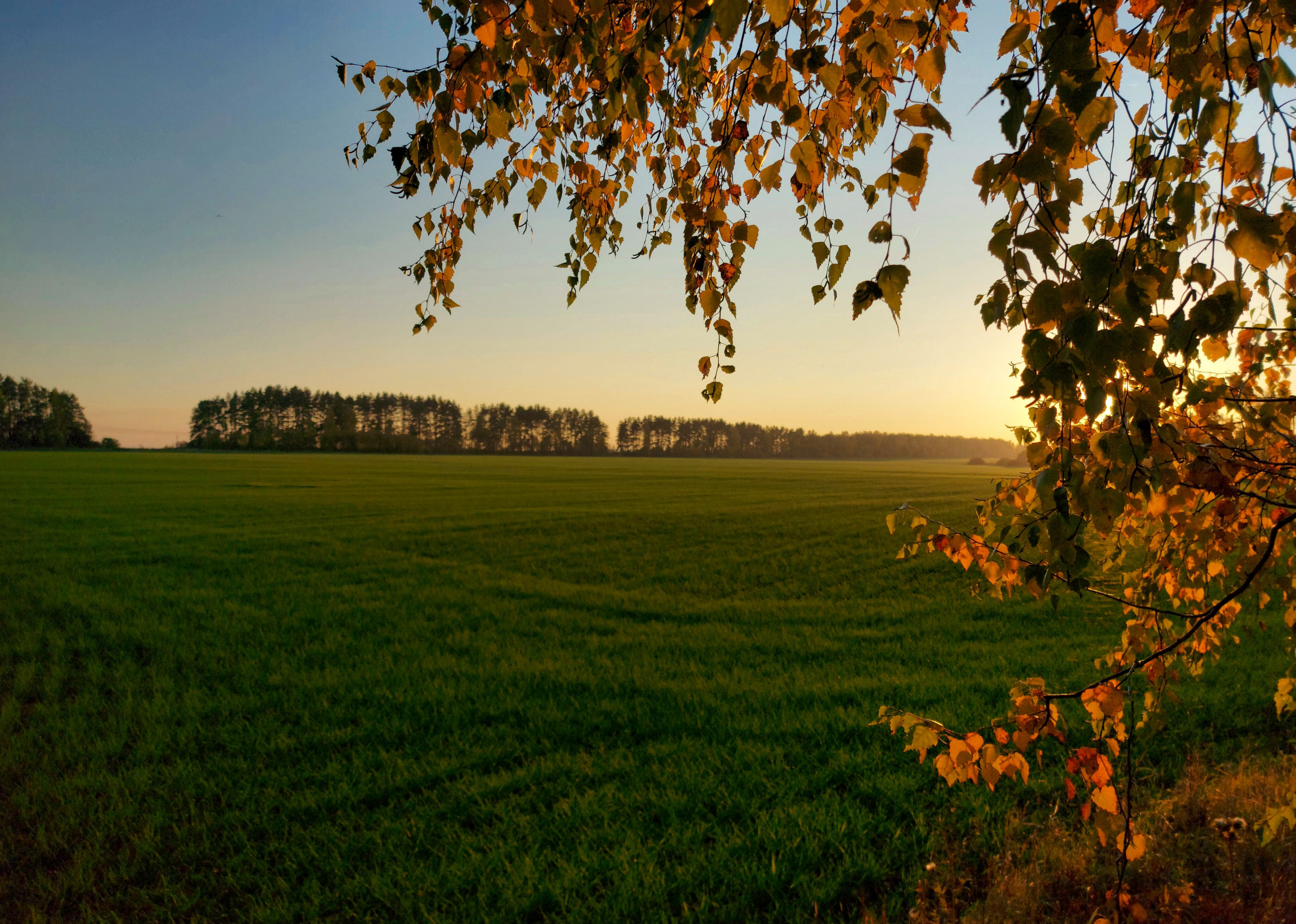 поле, закат, вечер, осень, листья, Валерий Савостьянов