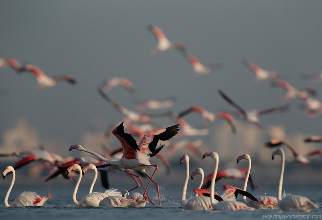 flamingos, Dr Ajay Kumar Singh