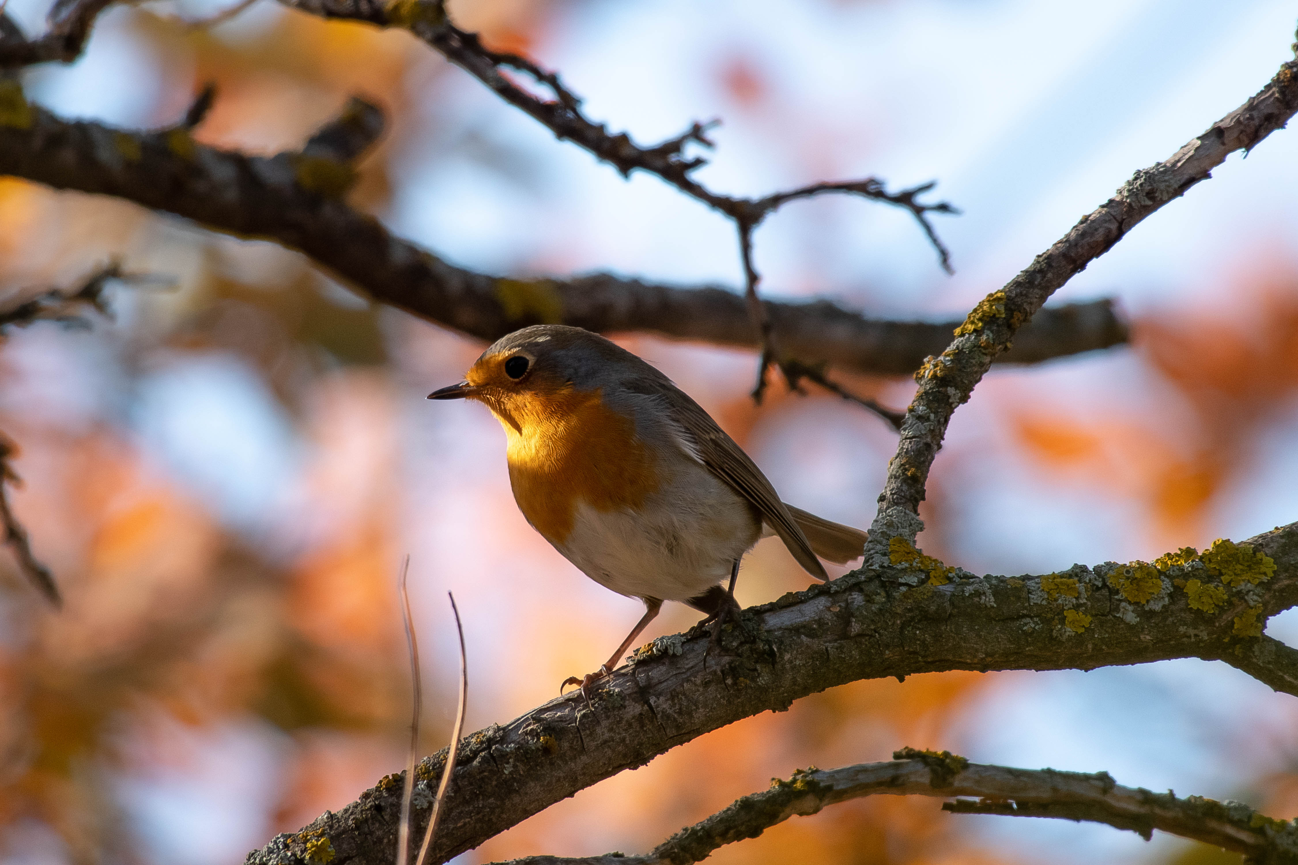 volgograd, russia, wildlife, Erithacus rubecula, , Сторчилов Павел