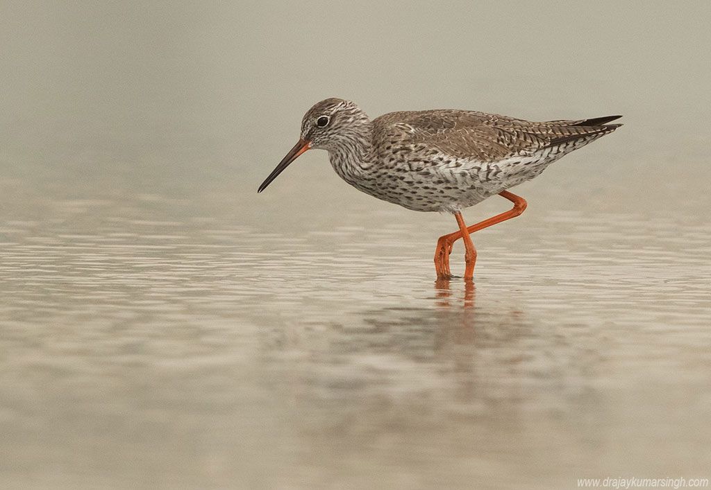 redshank, Dr Ajay Kumar Singh