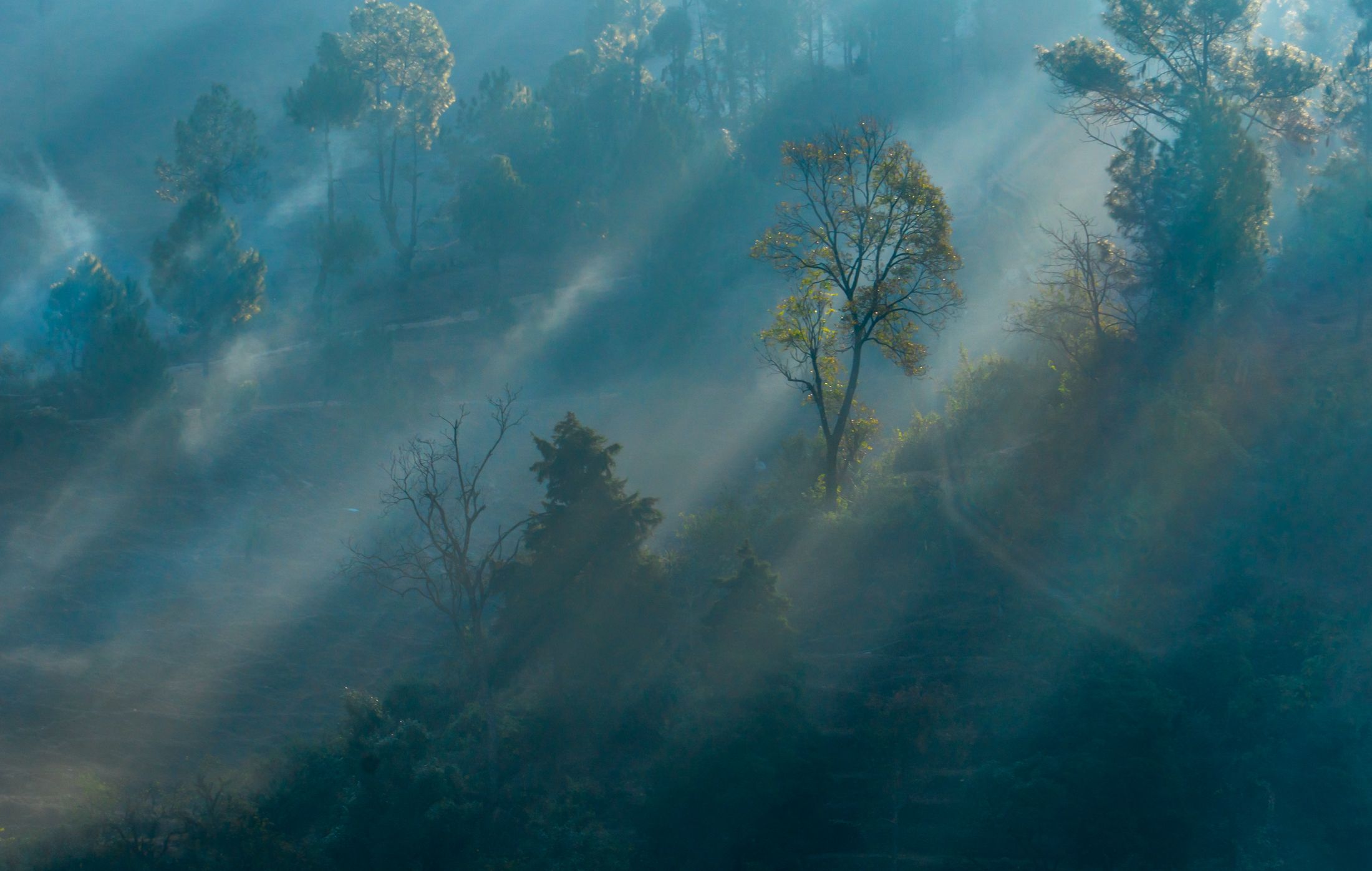 #morning #fog #tree #rays #village #landscape, Janoti Digvijay singh