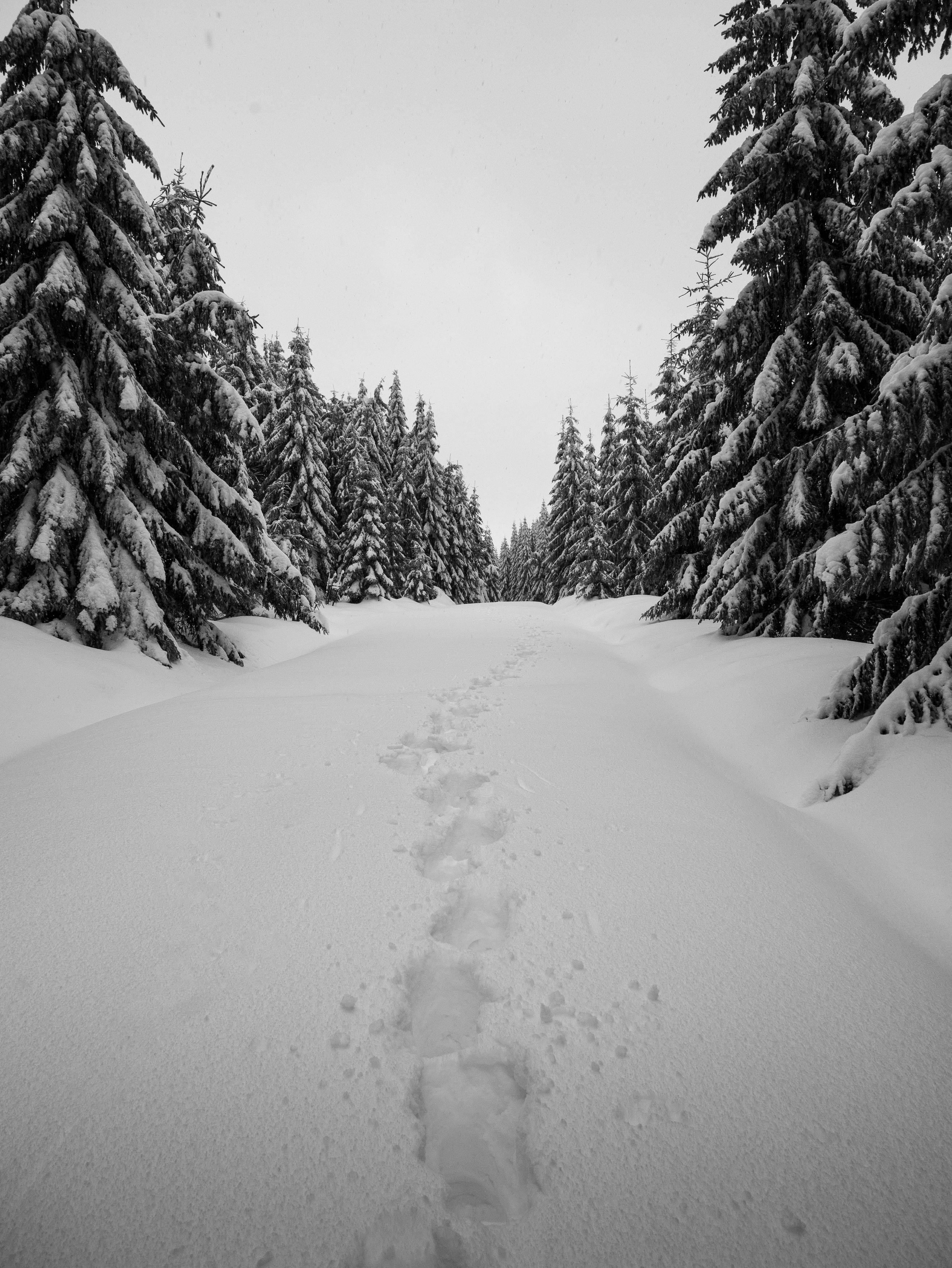 jizera,jizerky,jizerske hory,hejnice,cimburi,frydlantske cimburi,czechia,blackandwhite,snow,winter,snowfall,minimal, Slavomír Gajdoš