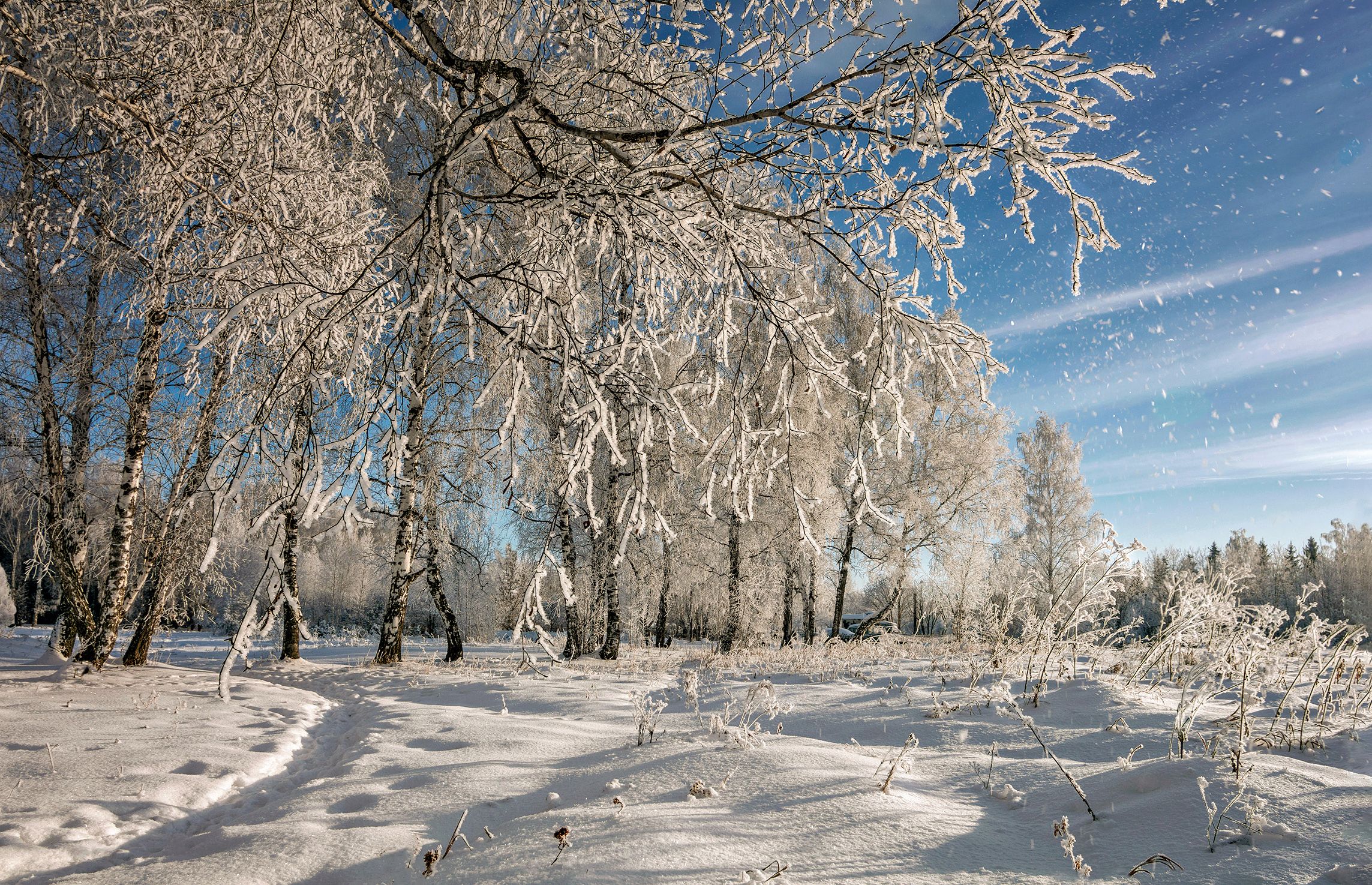 новосибирская область,зима,берёзы,иней,дуновение ветра,снег с берёз, Лора Павлова