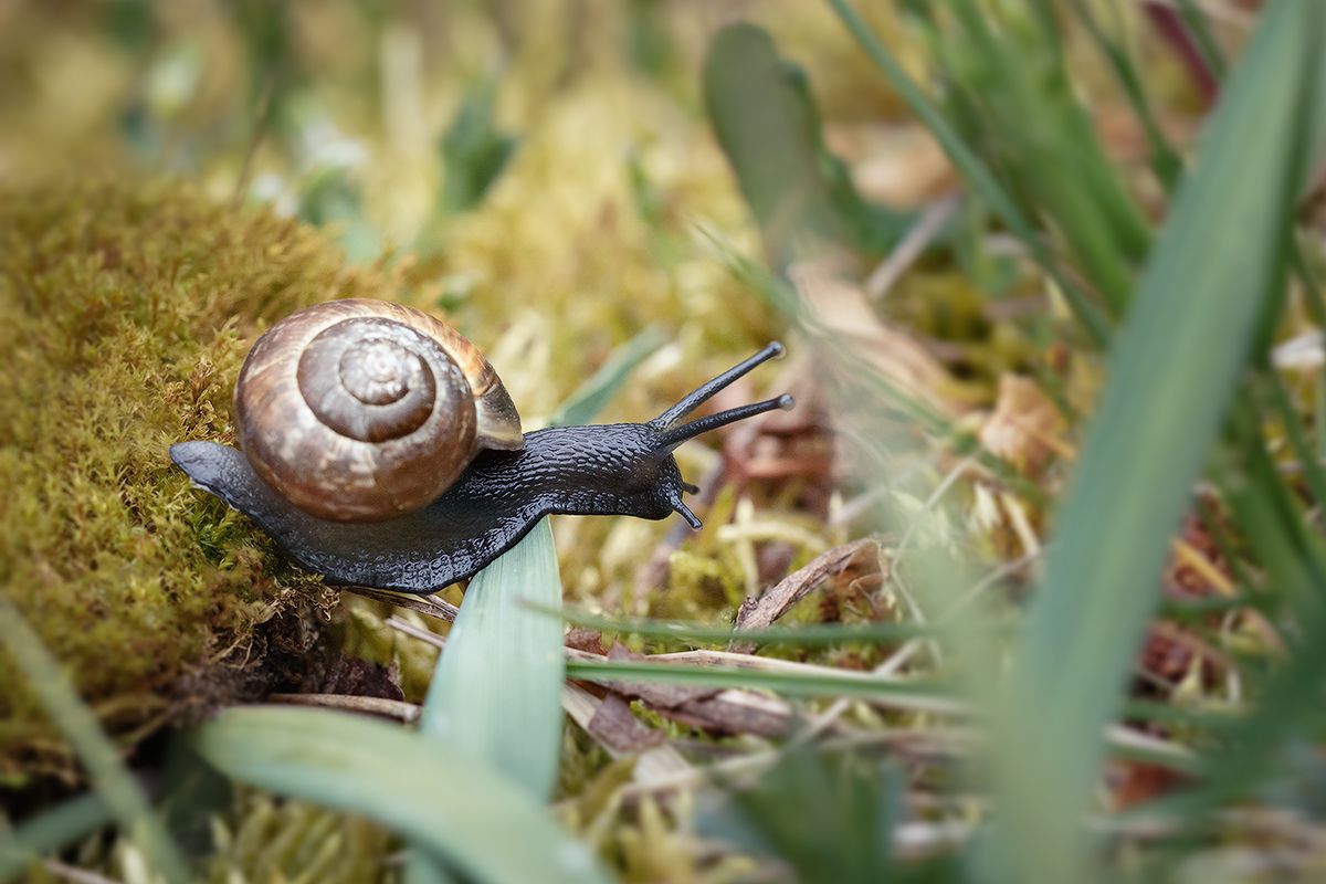 макро, лес, улитка, макрофотография, макромир, волшебное макро, macro, forest, snail, macro photography, macro world, magical macro, Хилько Марина