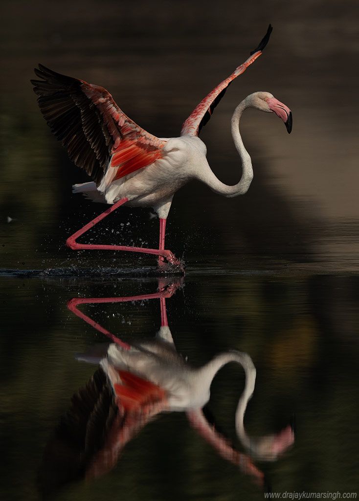 flamingos, Dr Ajay Kumar Singh
