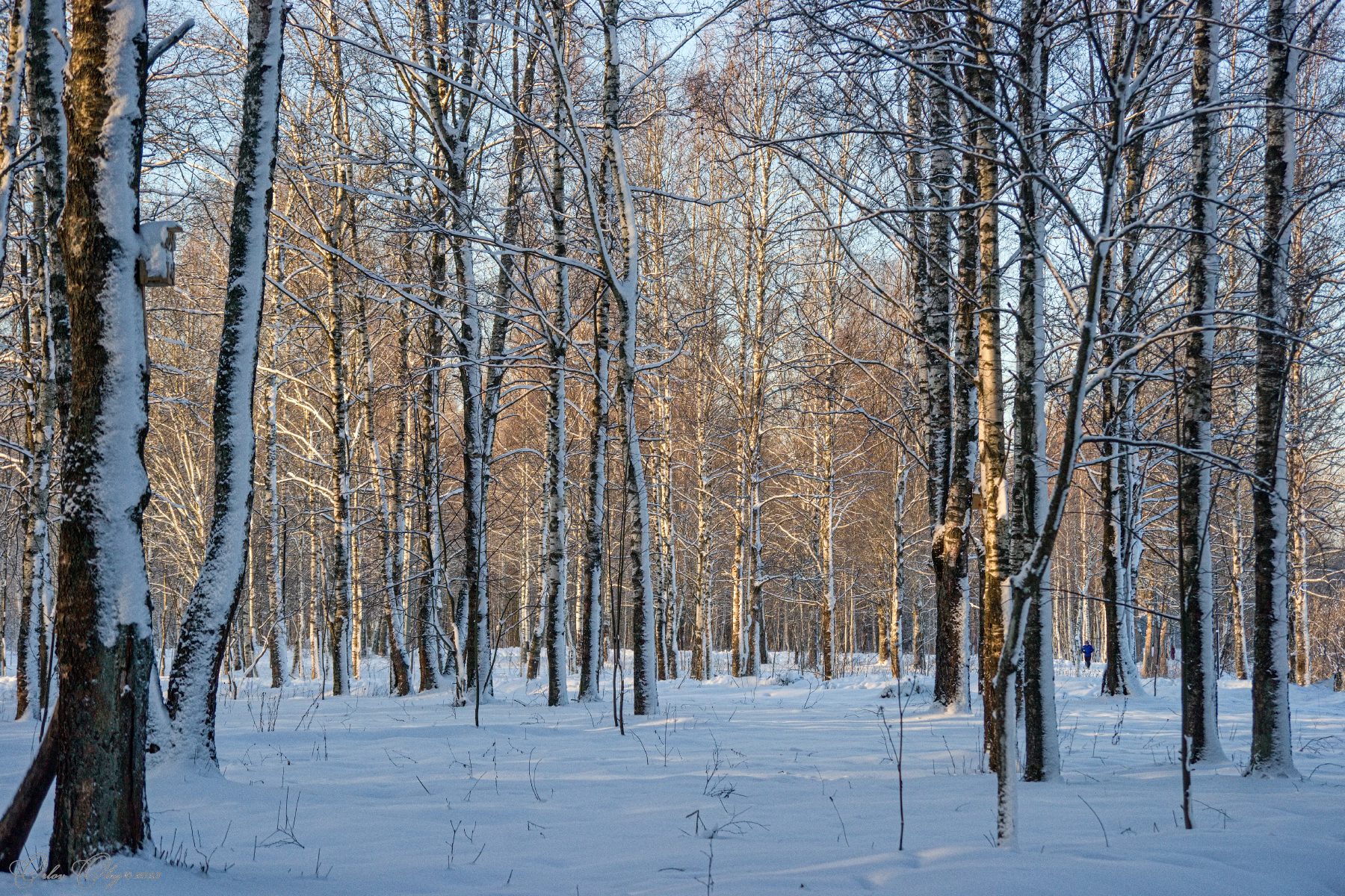 снег, лес, мороз, Орлов Олег