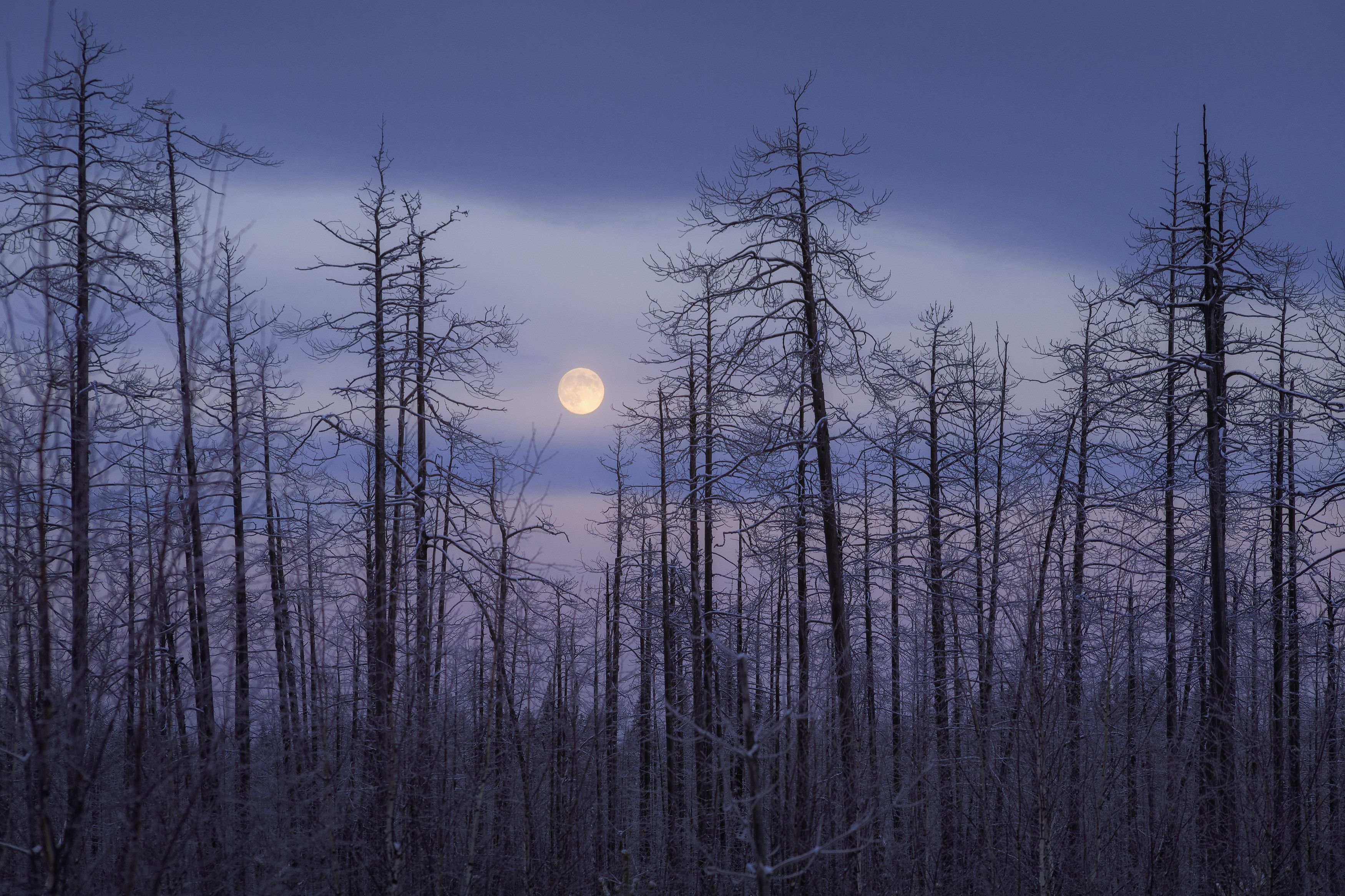 пейзаж, зима, тайга, лес, деревья, landscape, woodland, winter, taiga, луна, мороз, moonscape, moon, коми, frozen, komi, Чаланов Иван