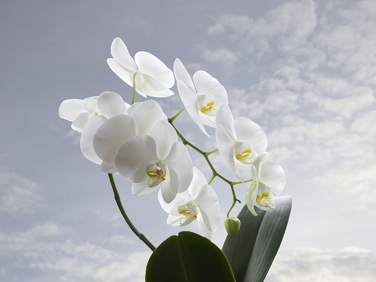 фото, природа, цветы, экзотические растения, орхидея, Приходько Ирина
