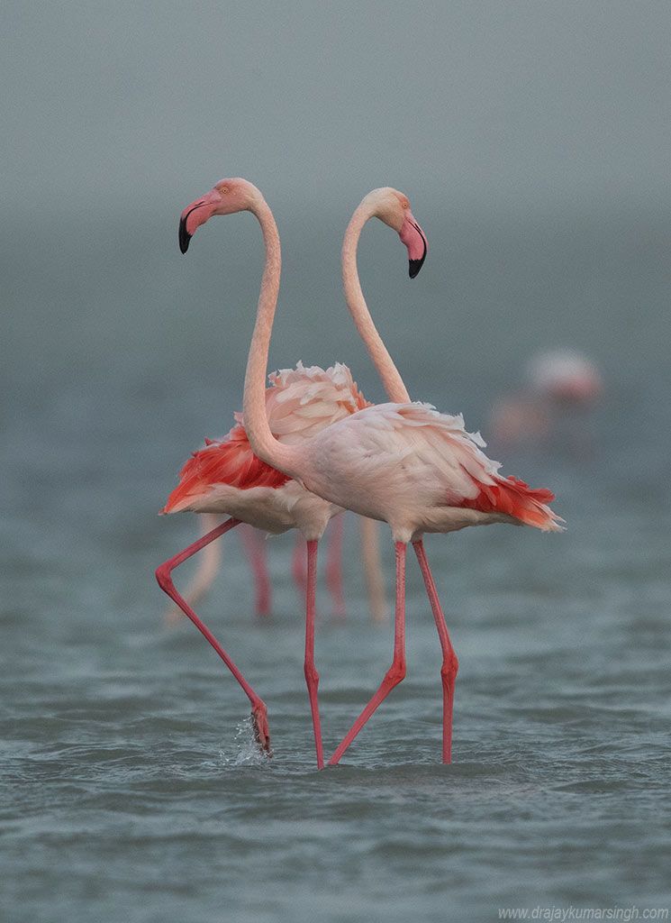 flamingos, Dr Ajay Kumar Singh