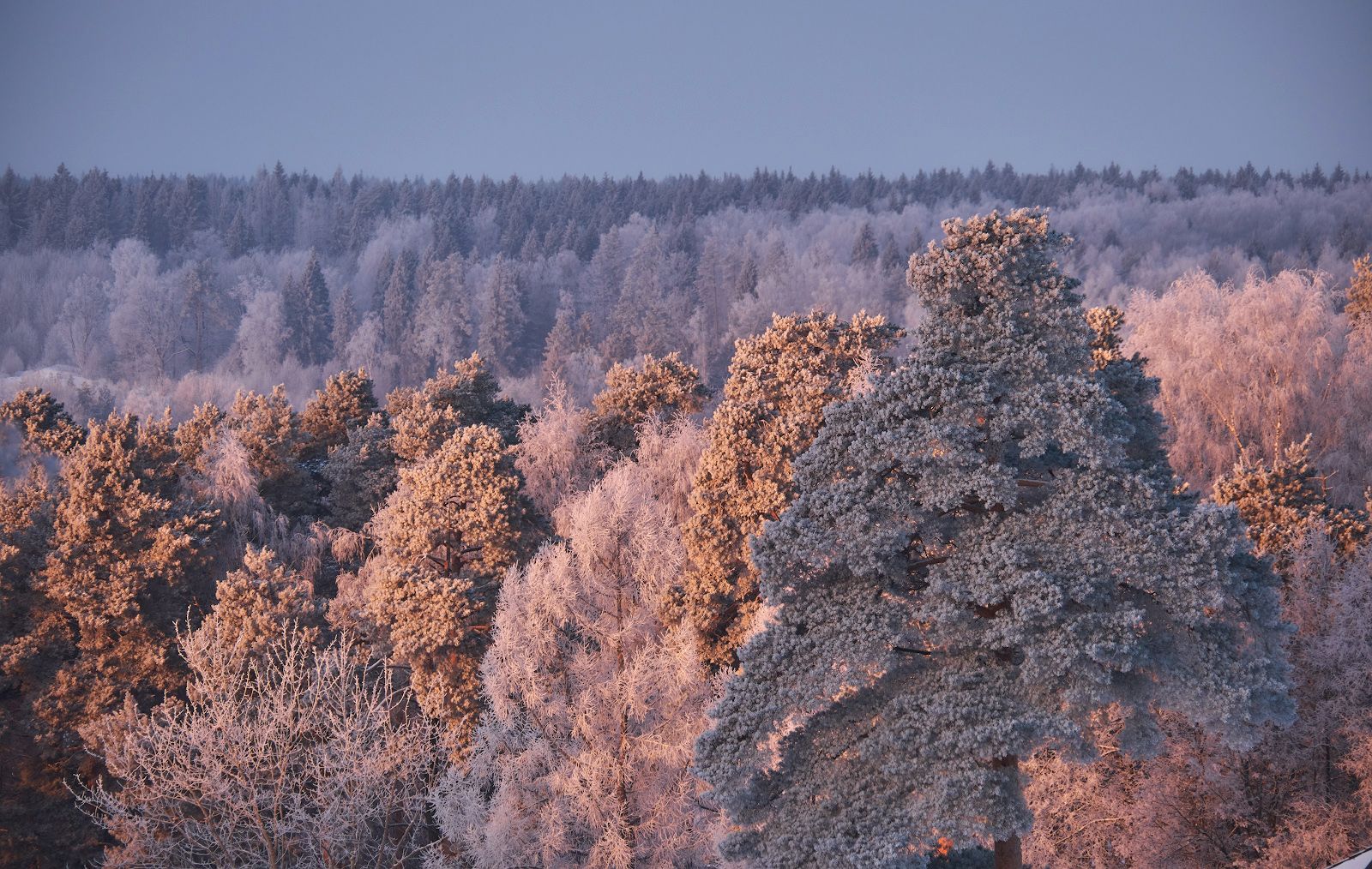 утро,зима,мороз,пейзаж,природа,подмосковье,из окна,деревья,лес,иней, Горшков Игорь