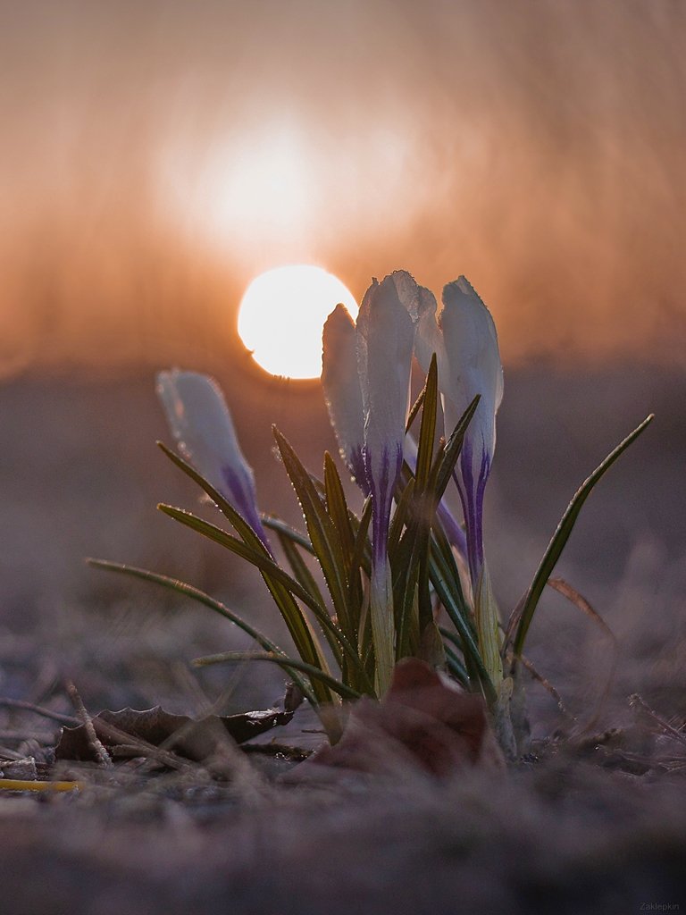 весна, макро, цветок, Олег Зкл