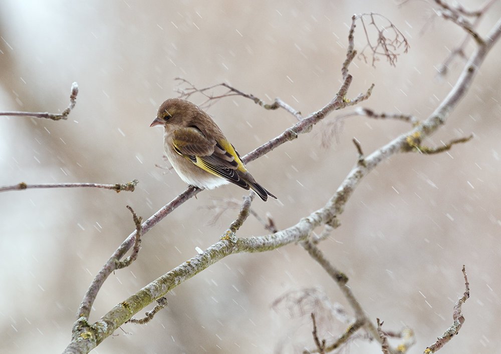 птицы, зима, деревья, зеленушка, непогода, снег, одиночество, Анатолий Тимофеев