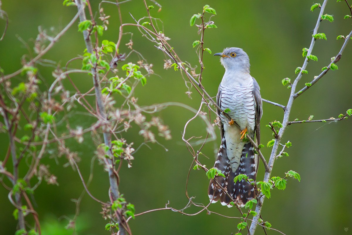Common cuckoo, bird, wildlife, Wojciech Grzanka