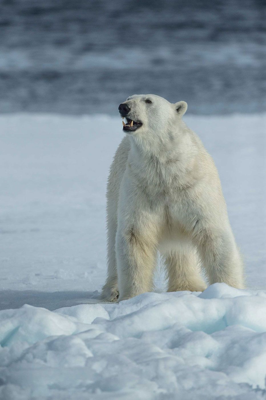 Арктика, архипелаг Шпицберген, дикая природа, путешествия, льдина, айсберг, полярный медведь, белый медведь, Анна Яценко