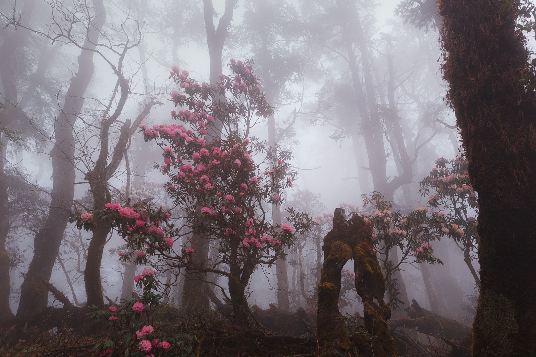 непал, гималаи, лес,туман, цветение, горы, Дмитрий Купрацевич