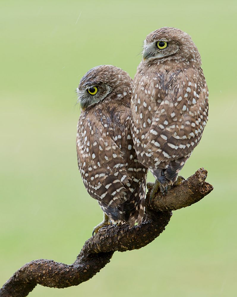 owl, burrowing owl,сыч, флорида,florida, хищные птицы, Etkind Elizabeth