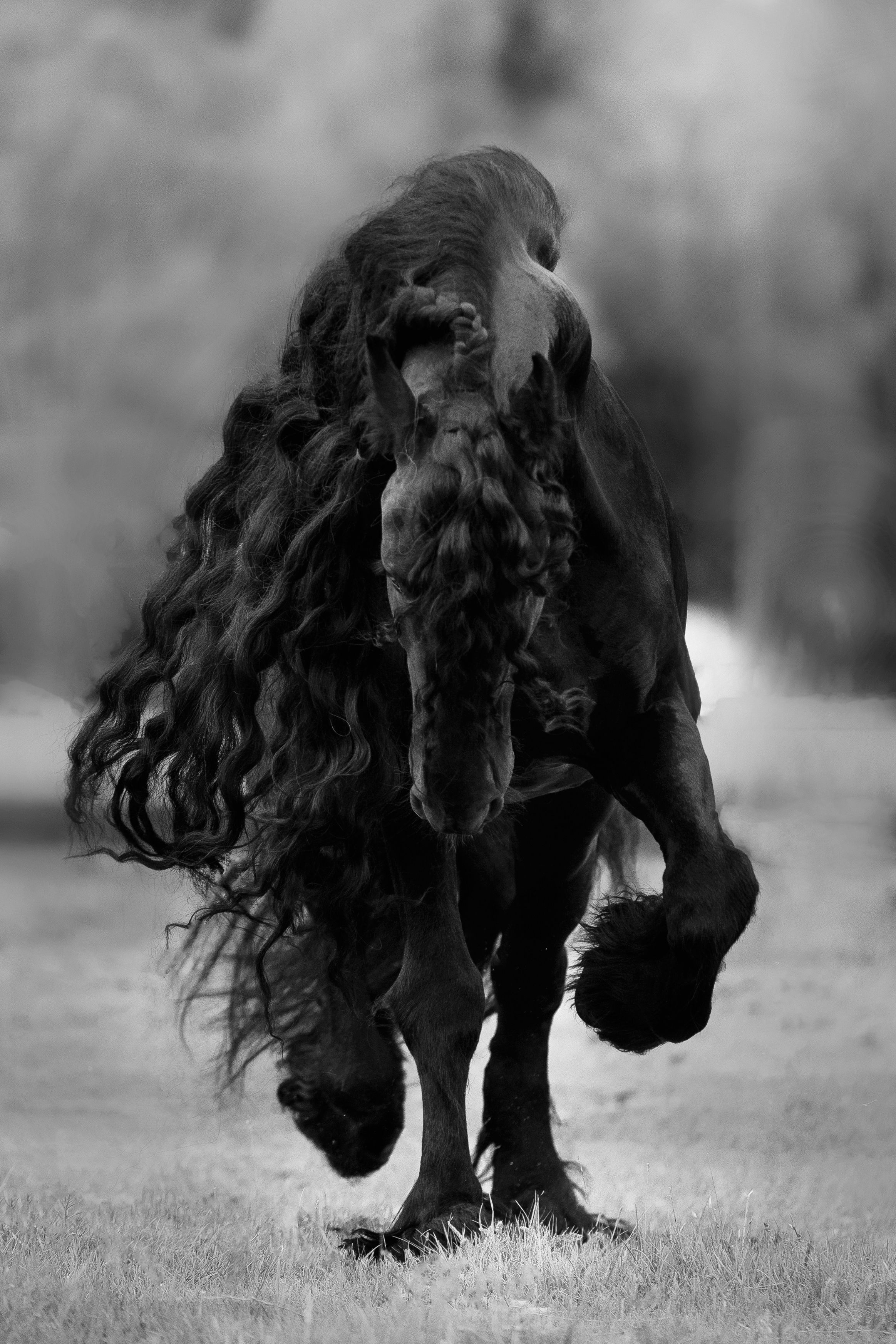лошадь, фриз, Олеся Евгеньевна