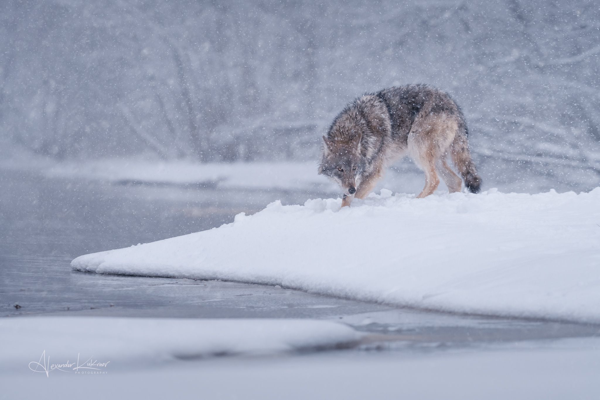 зима,снег,река,волк,, Александр Кукринов