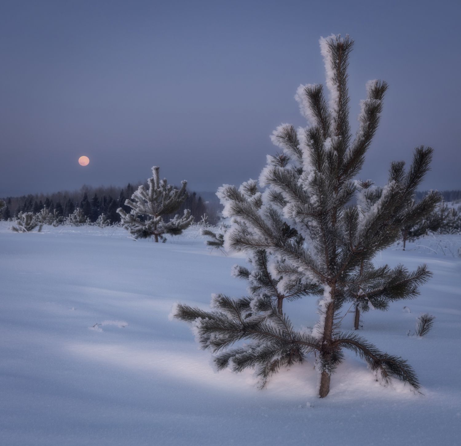 зима лес луна закат сумерки сосны снег сугроб, Сергей Буторин