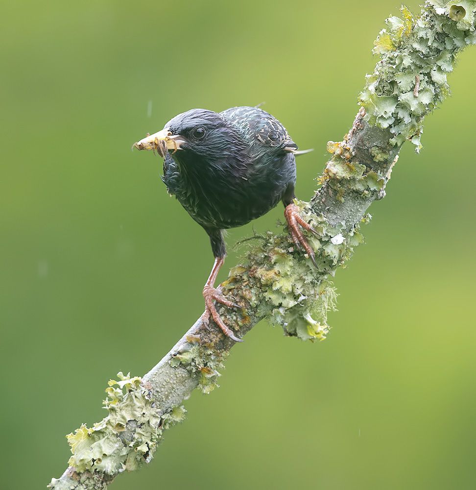 european starling, обыкновенный скворец, скворец, Etkind Elizabeth