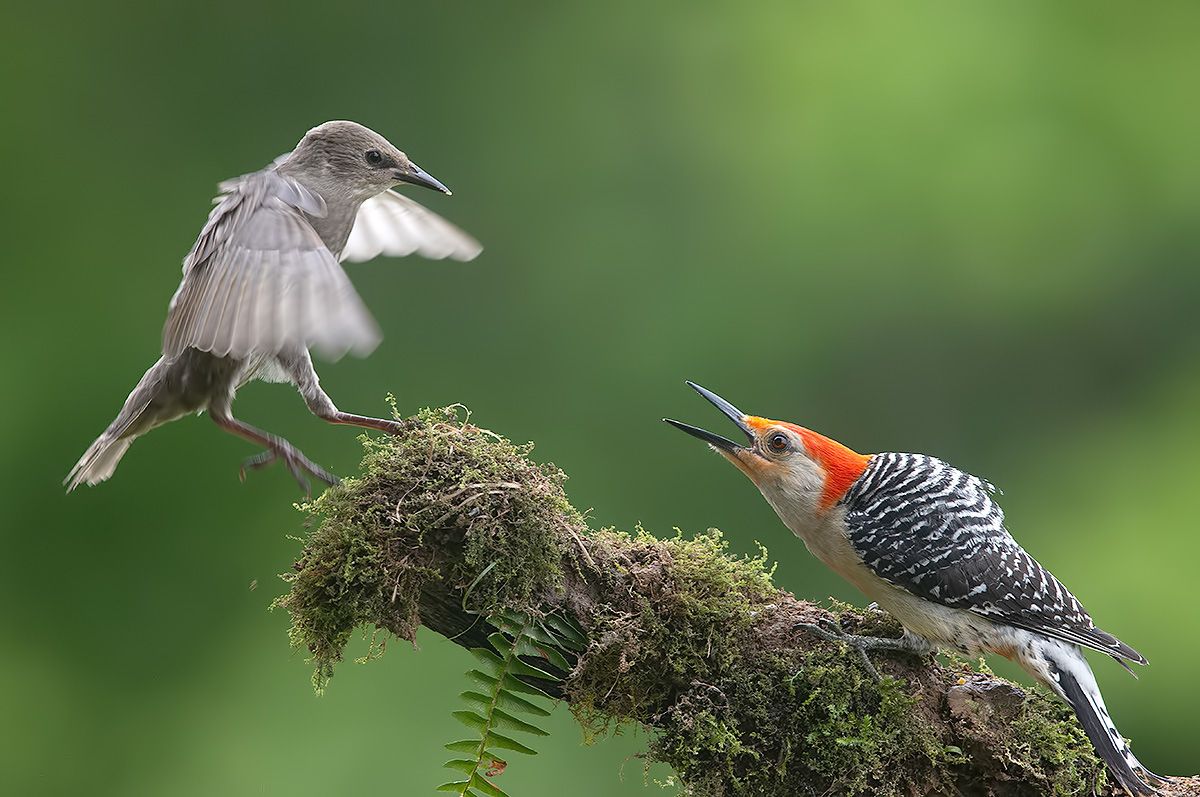 european starling, обыкновенный скворец, скворец, red-bellied woodpecker, каролинский меланерпес, Etkind Elizabeth