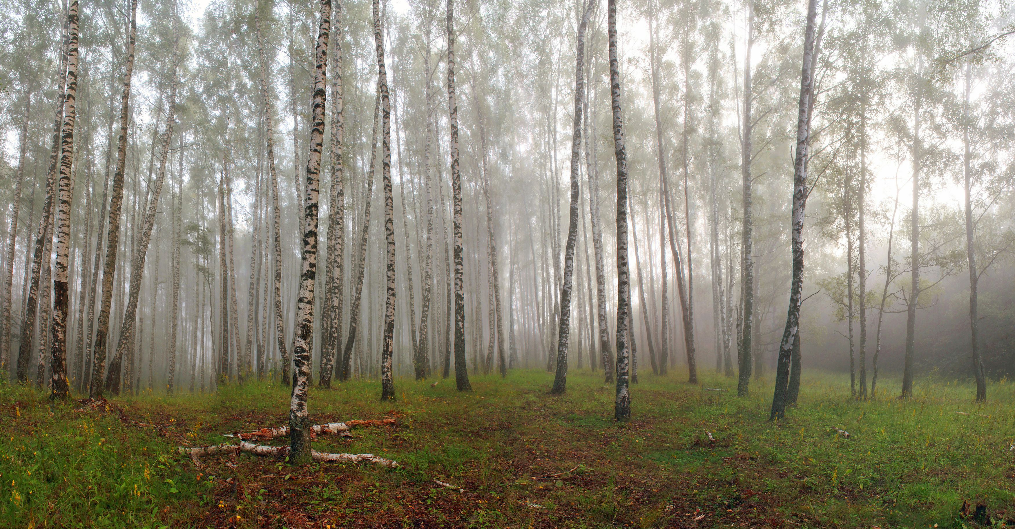 лес , лето , туман, Александр Свистков
