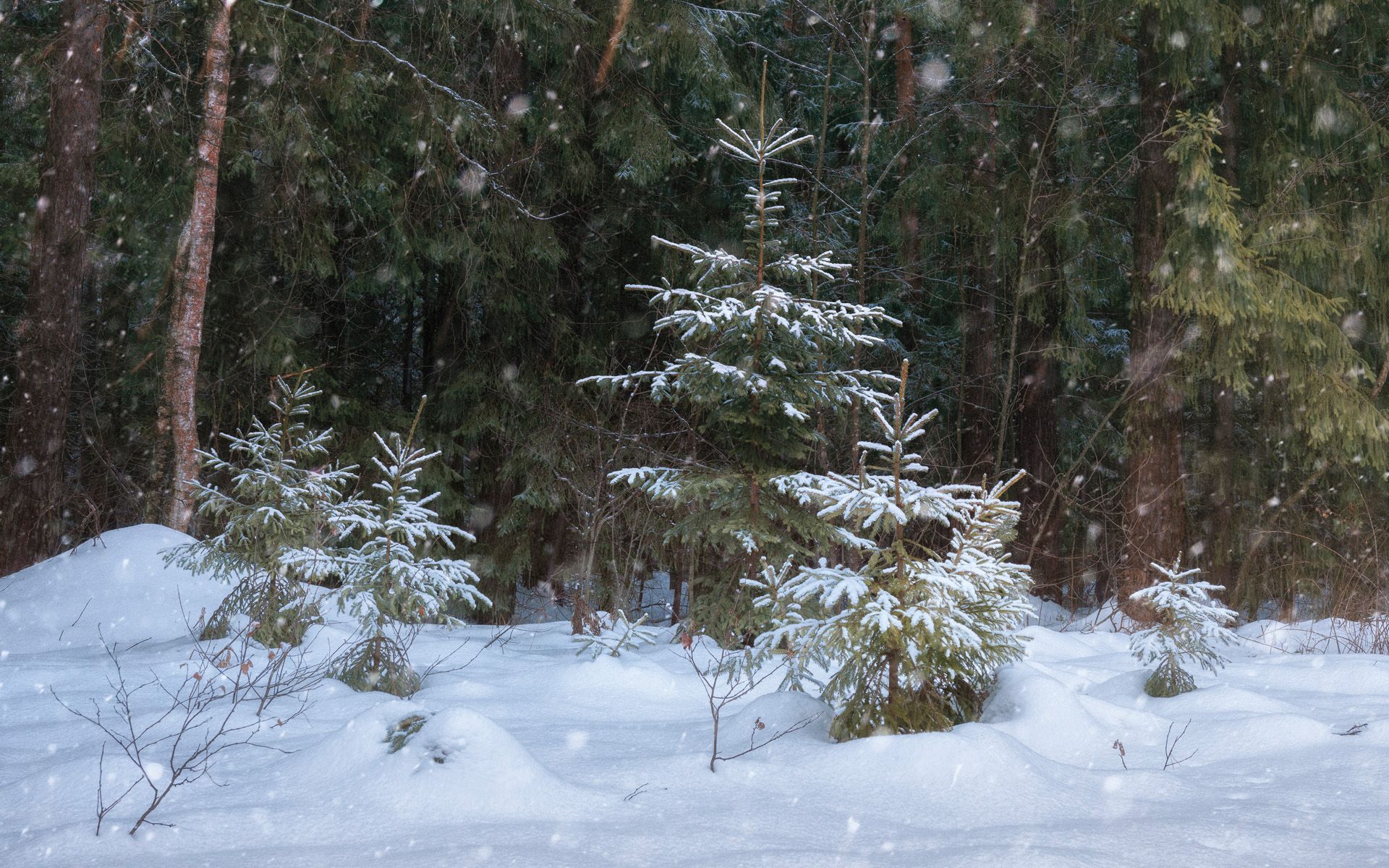 лес, снег, Валерий Вождаев