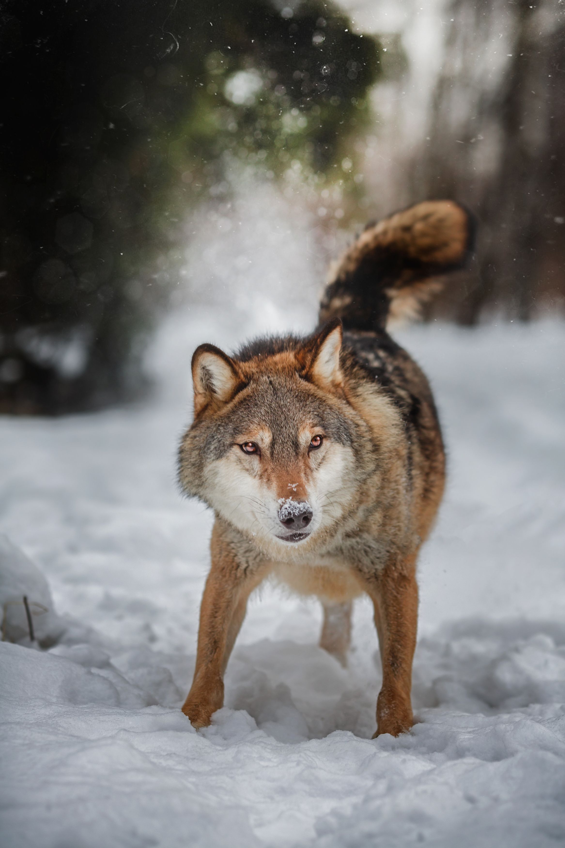 волк, лес, зима, Anna Yarkova