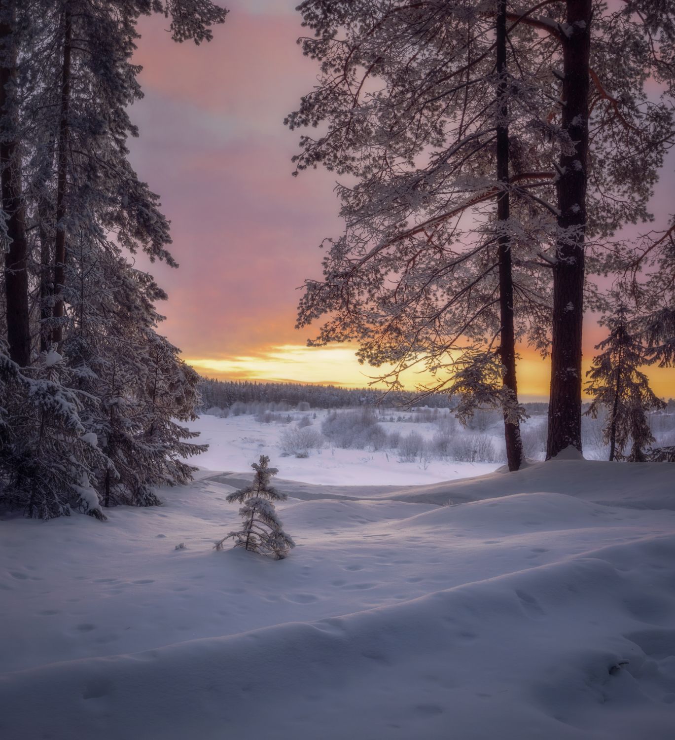 зима снег вечер закат лес сосны река, Сергей Буторин