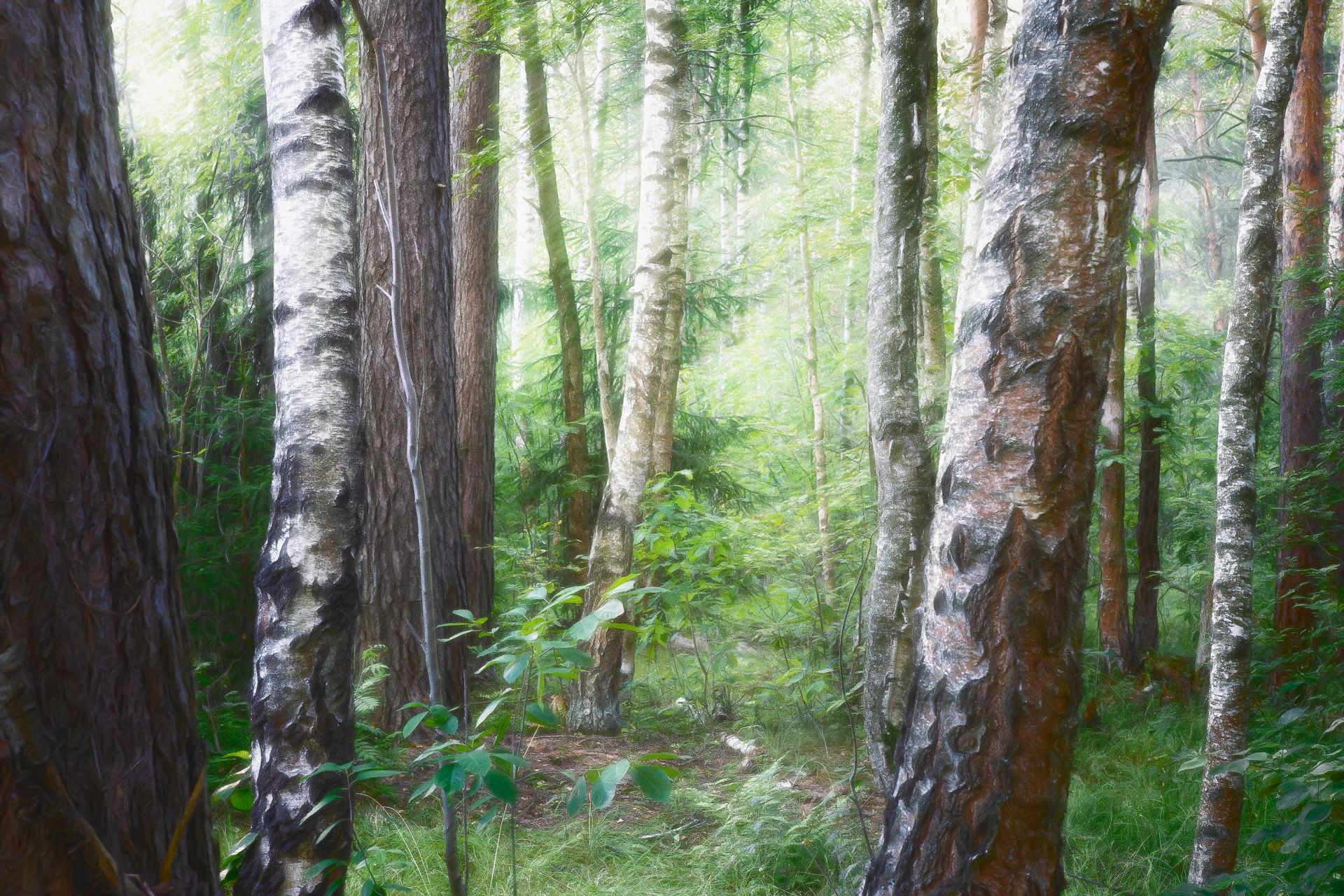 лес, свет, деревья, пейзаж, forest, woodland, trees, landscape, sunlight, Валерий Вождаев