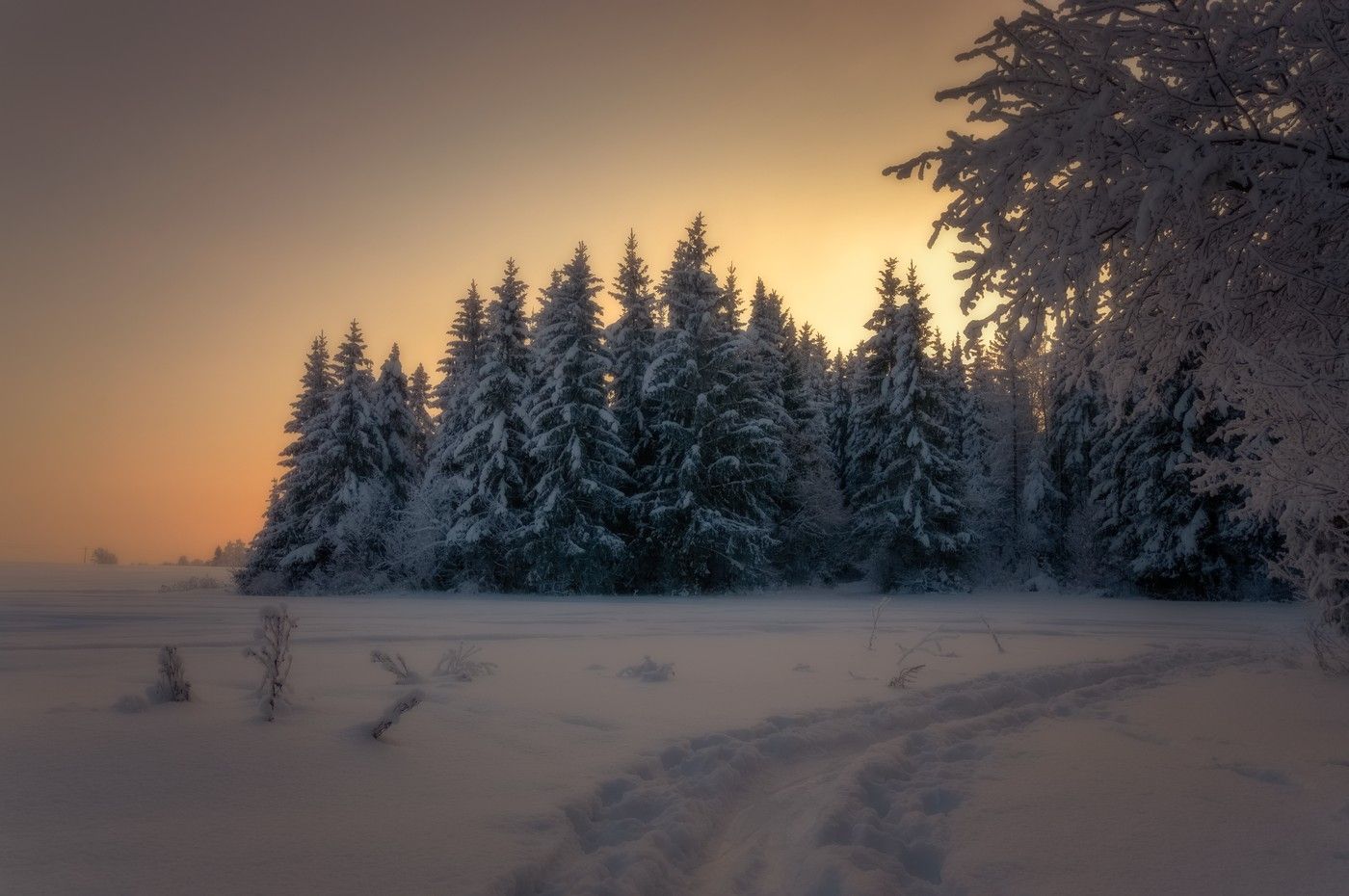 зима, лес, вечер, сумерки, ели, закат, снег,, Петров Игорь