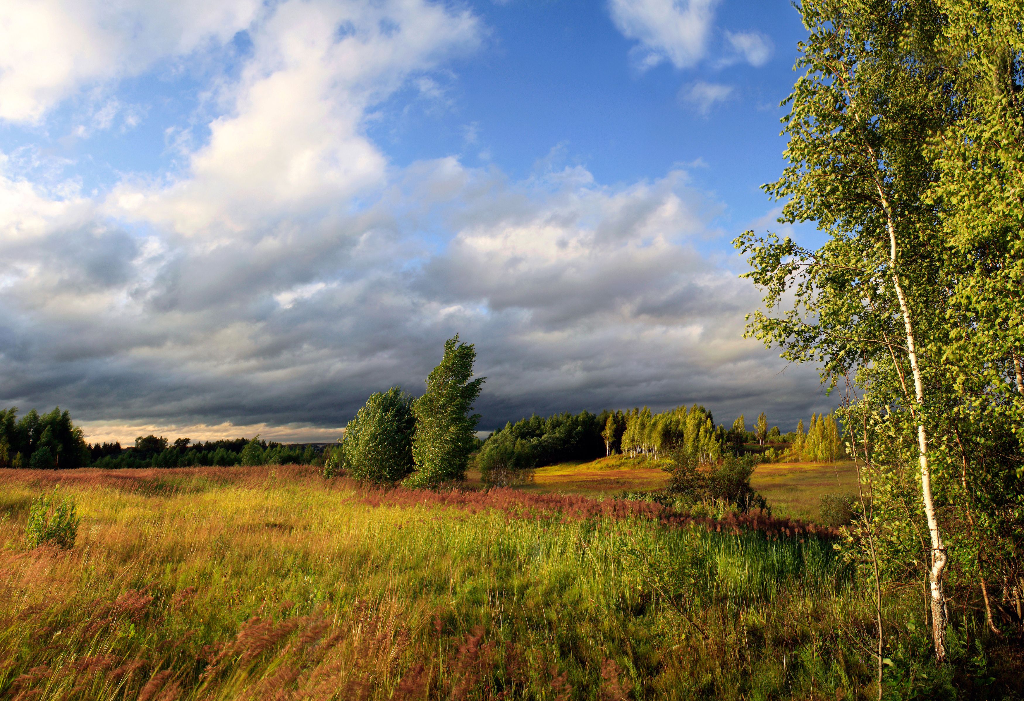 поле , лес , облака, Александр Свистков