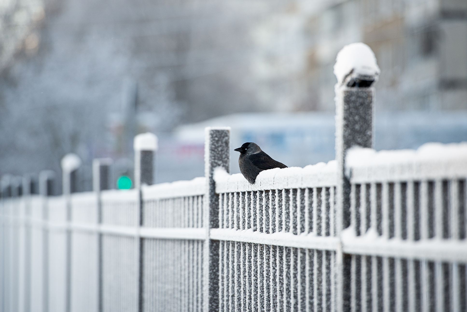 птица на заборе галка зима иней мороз, Сальников Евгений