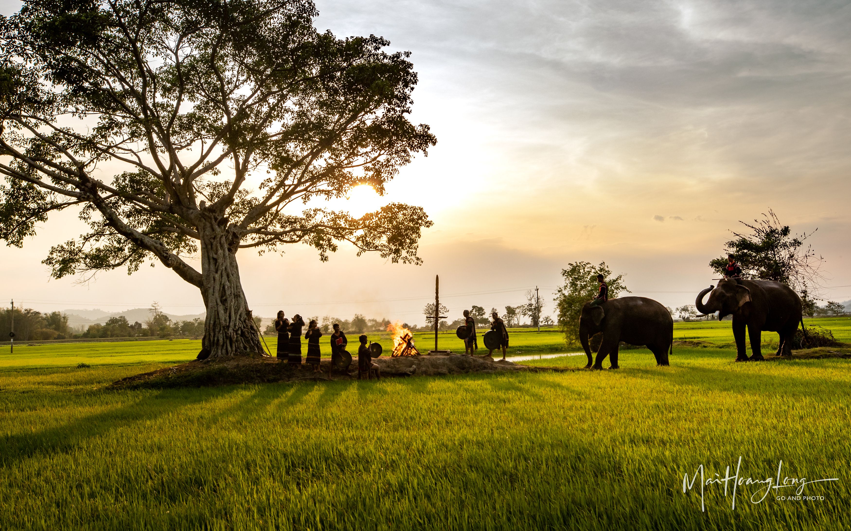 elephants, taynguyen, MAI HOANG LONG