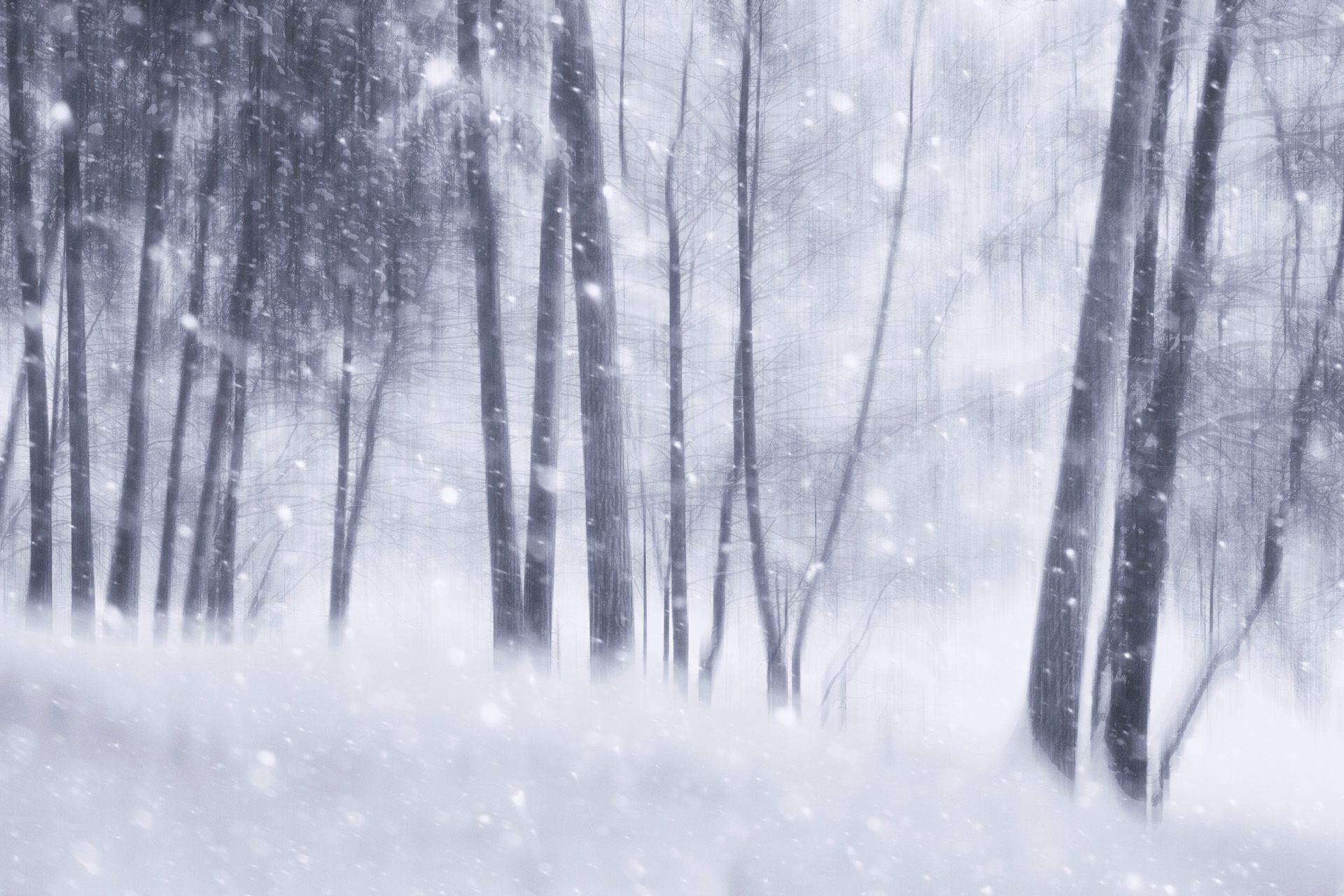 лес, снег, деревья, пейзаж, forest, woodland, trees, landscape, snow, Валерий Вождаев