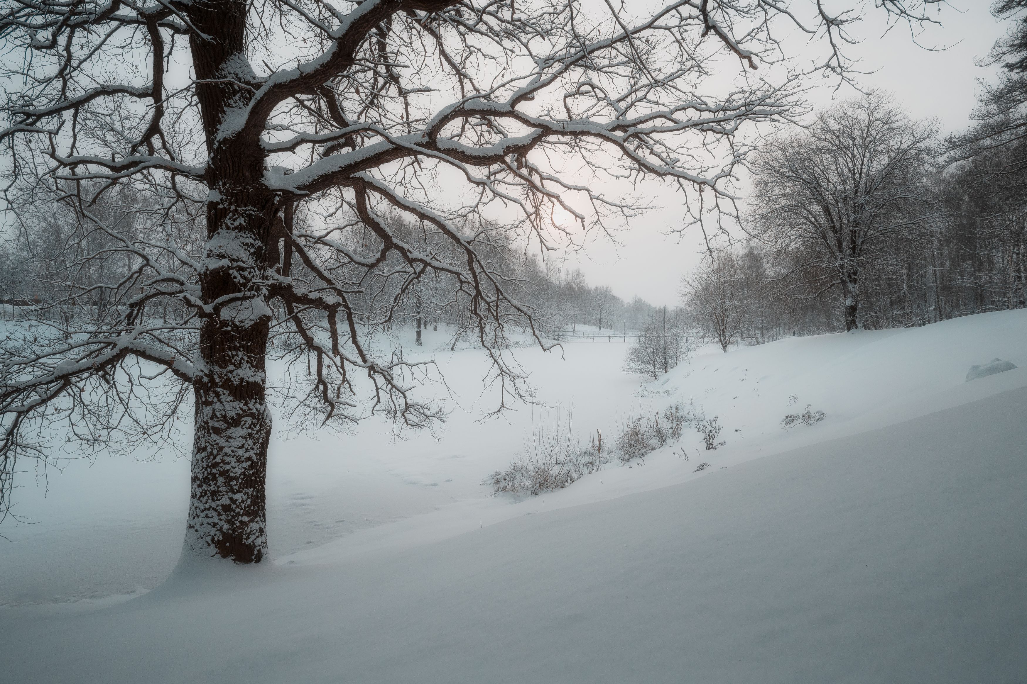 природа, зима, снегопад, тишина, пейзаж, зимний пейзаж, Мартыненко Дмитрий